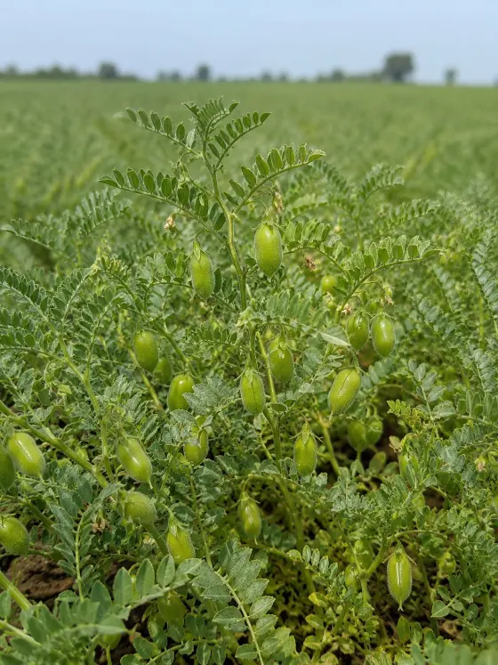 Chana (gram) crop with green pods in a field