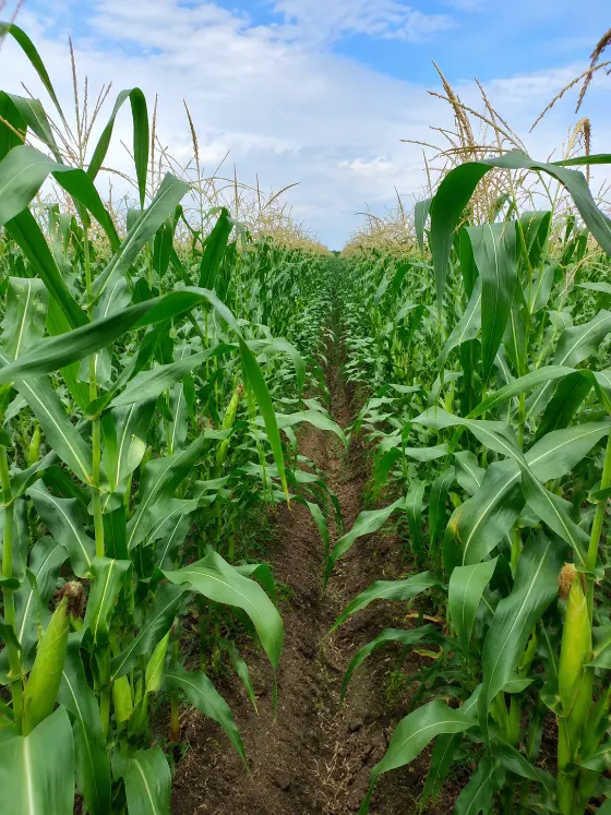 Maize (corn) crop with cobs in a farm field