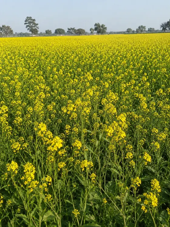 Mustard (sarson) crop in yellow flower