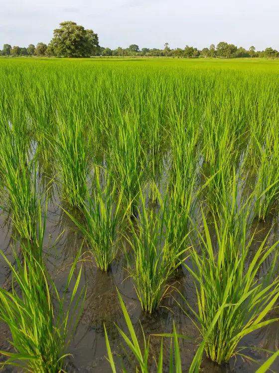 Paddy (rice) crop growing in a flooded field