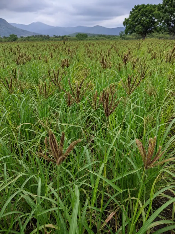Ragi (finger millet) crop with ripening earheads