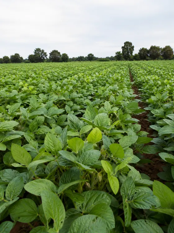 Soybean crop in rows in a farm field